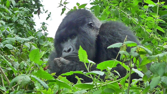 gorilla2