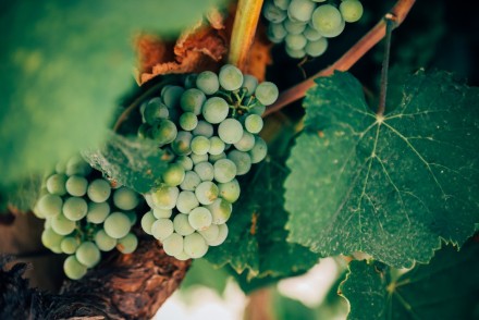 Bunches of green grapes hanging on a vine